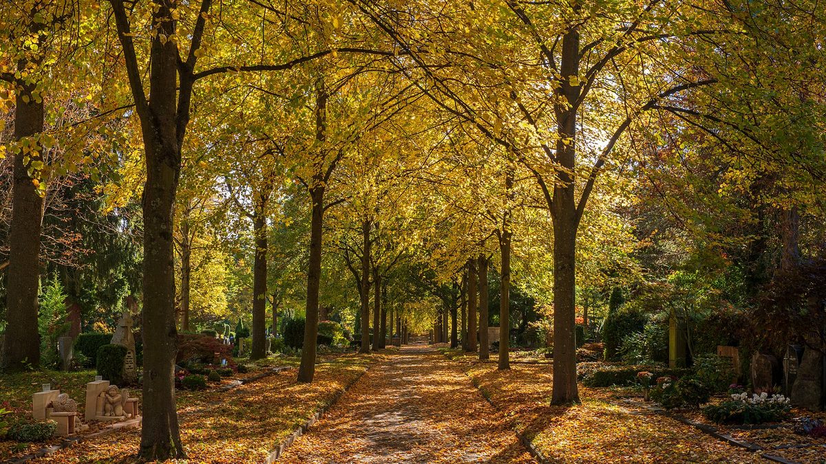 Friedhofsallee mit goldgelbem Herbstlaub und Grabstätten im warmen Gegenlicht