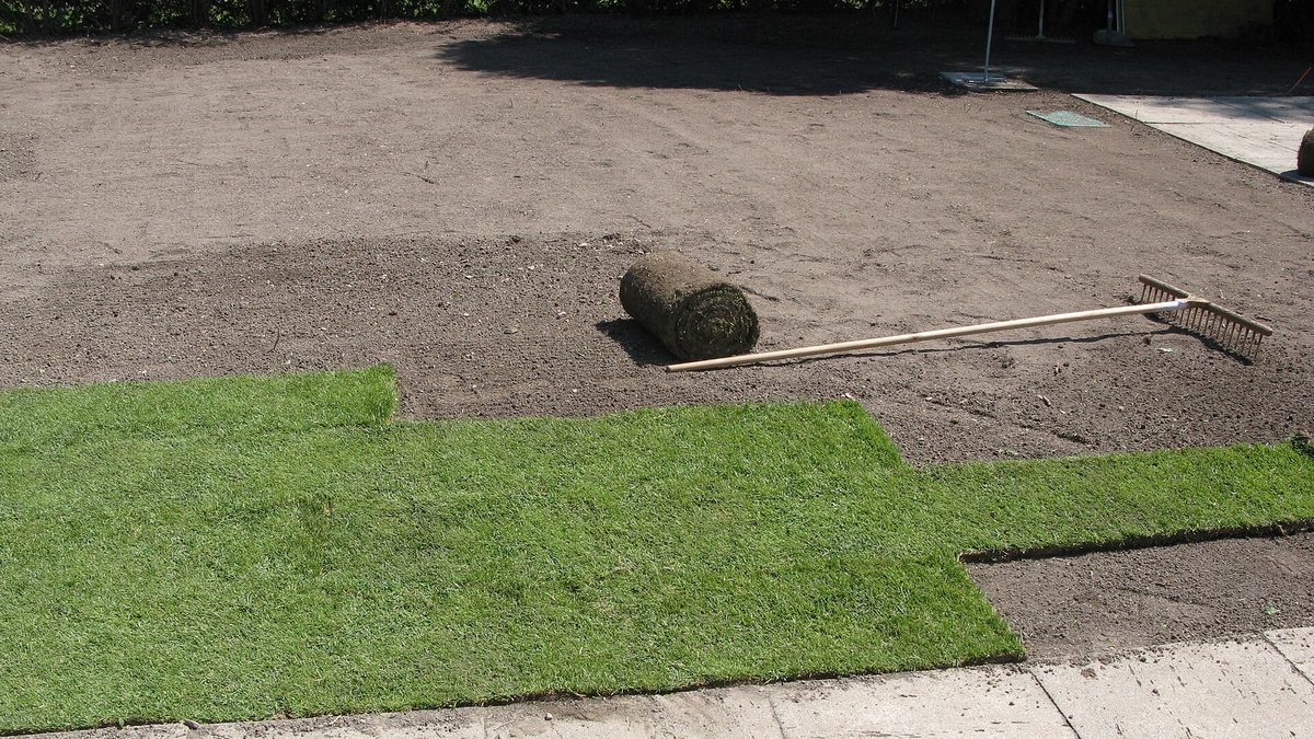 Frisch verlegter Rollrasen auf vorbereitetem Boden mit Rasenrolle und Rechen