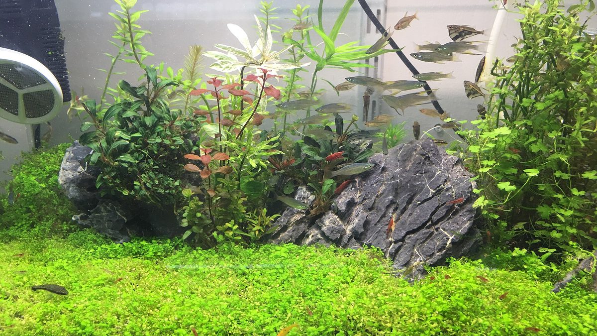 Bepflanztes Süßwasseraquarium mit Steinen, kleinen Fischen und roten Garnelen